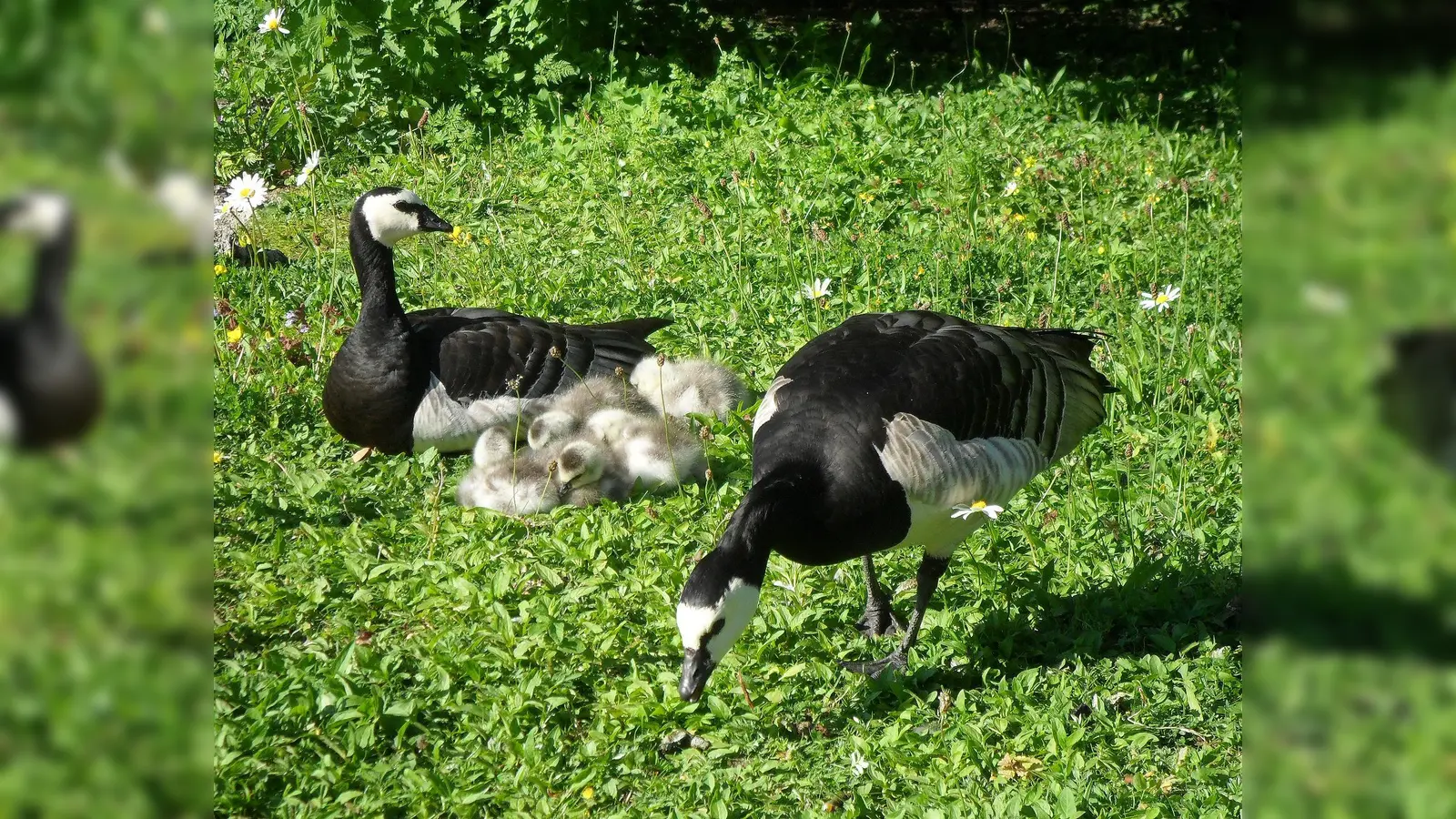Gänseeltern betreuen ihren Nachwuchs ein Jahr lang (Foto: VA)
