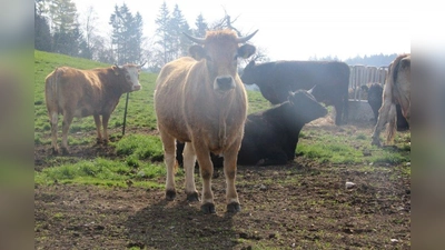 Auf dem Wagnerhof in Hadorf leben die Tiere wie im Paradies: weitläufige Weiden und selbst produziertes Heu sind hier selbstverständlich. (Foto: Huss-Weber)