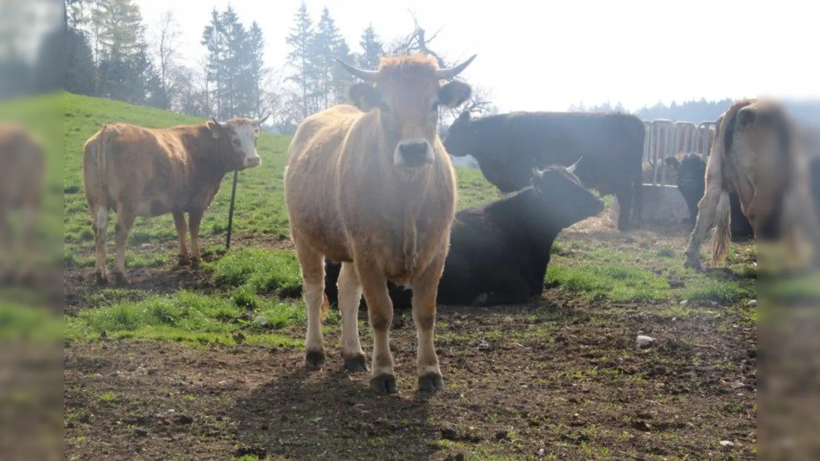 Auf dem Wagnerhof in Hadorf leben die Tiere wie im Paradies: weitläufige Weiden und selbst produziertes Heu sind hier selbstverständlich. (Foto: Huss-Weber)