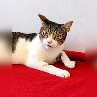  Europäisch-Kurzhaar-Katze Sunshine. (Foto: Tierheim Riem)