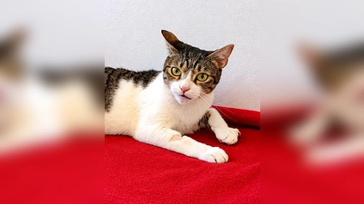  Europäisch-Kurzhaar-Katze Sunshine. (Foto: Tierheim Riem)