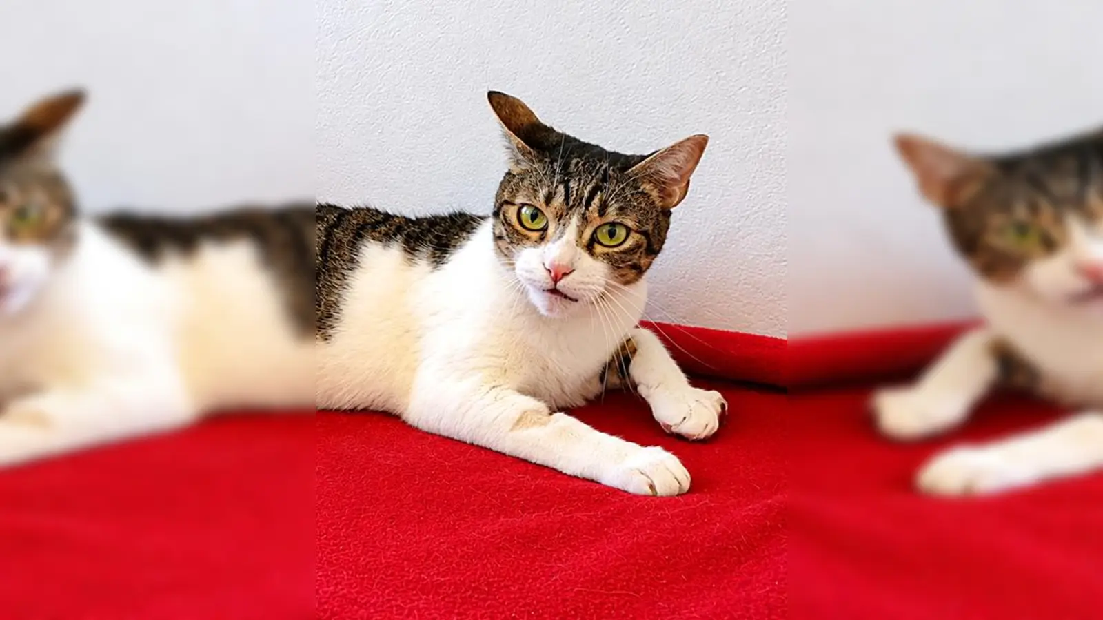  Europäisch-Kurzhaar-Katze Sunshine. (Foto: Tierheim Riem)