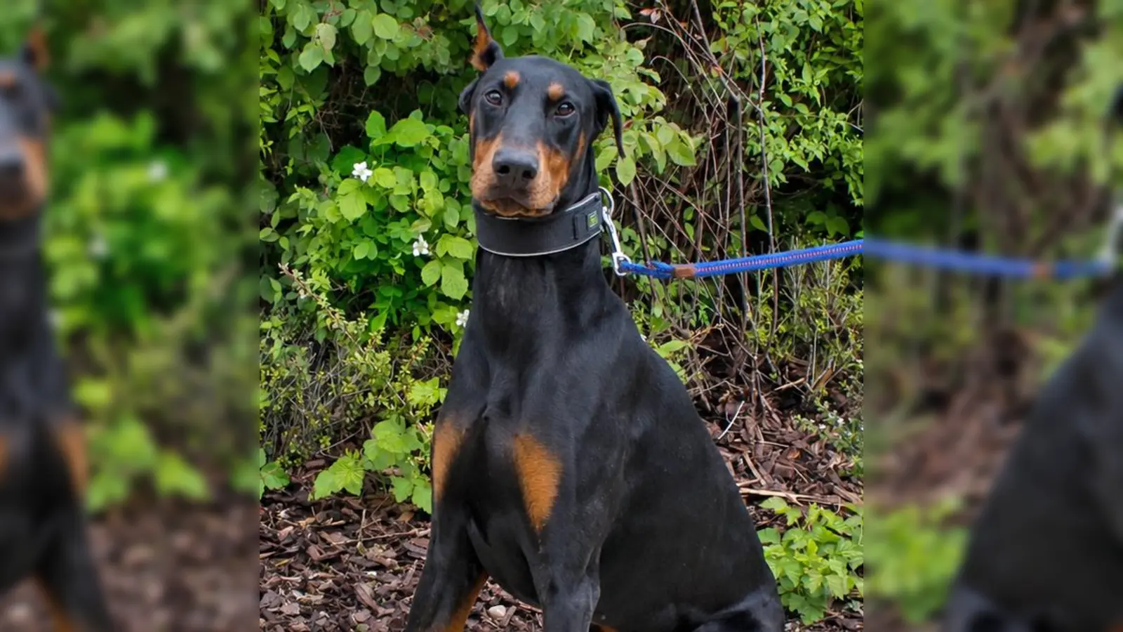 Dobermann-Rüde Conan. (Foto: Tierheim Riem)