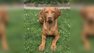 Nach langem Bangen kann Bella jetzt endgültig in ihrem neuen Zuhause ankommen. (Foto: Tierschutzverein München e.V.)