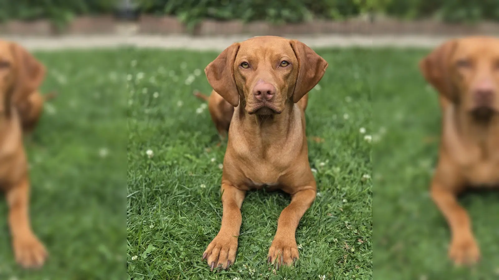 Nach langem Bangen kann Bella jetzt endgültig in ihrem neuen Zuhause ankommen. (Foto: Tierschutzverein München e.V.)