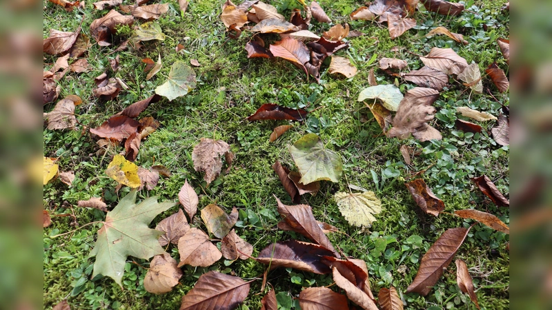 Der Herbst steht vor der Tür und mit ihm kommen viele neue Angebote ins Neuperland.  (Symbolbild: mha)