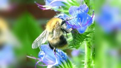 Schon auf kleinster Fläche, zum Beispiel im Blumenkasten, kann laut NABU etwas für Wildbienen und Hummeln getan werden. (Foto: NABU)