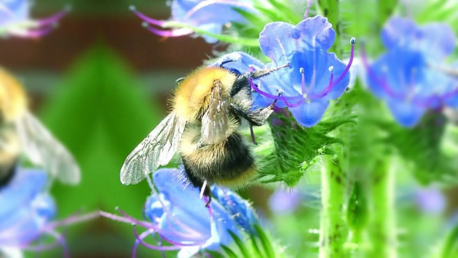 Schon auf kleinster Fläche, zum Beispiel im Blumenkasten, kann laut NABU etwas für Wildbienen und Hummeln getan werden. (Foto: NABU)