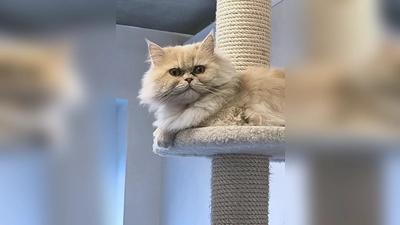 Perser-Kater Teddy. (Foto: Tierheim Riem)