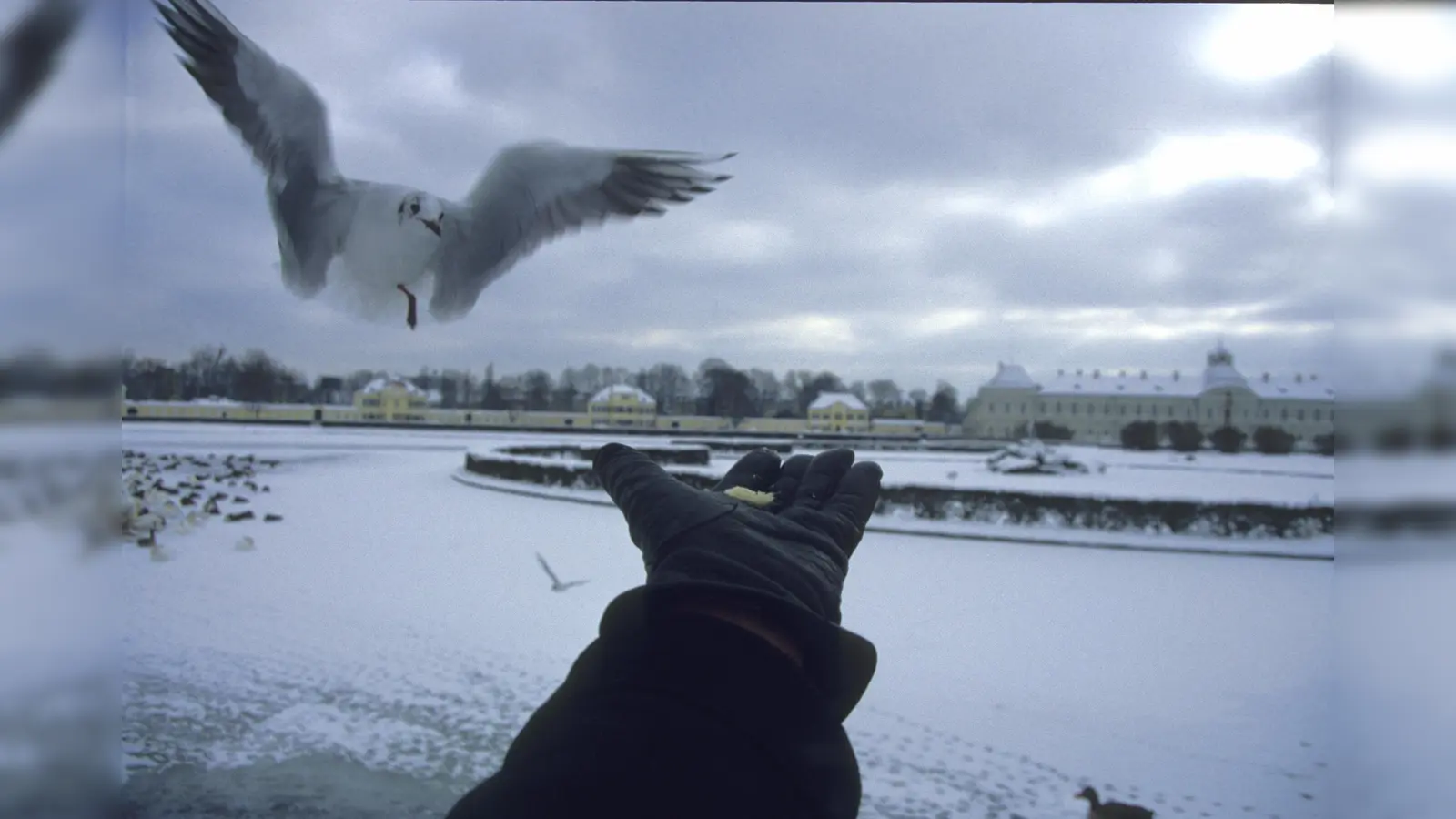 Lachmöwen besuchen gerne Nymphenburg im Winter. (Foto: Sorge)
