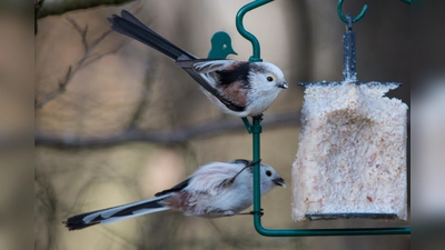 Jetzt beginnt die Zeit der Winterfütterung der Wildvögel im Garten oder auf dem Balkon. (Foto: Andreas Hartl)