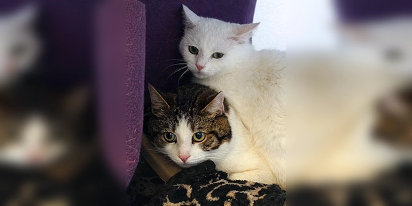 Moritz und Leon. (Foto: Tierheim Riem)