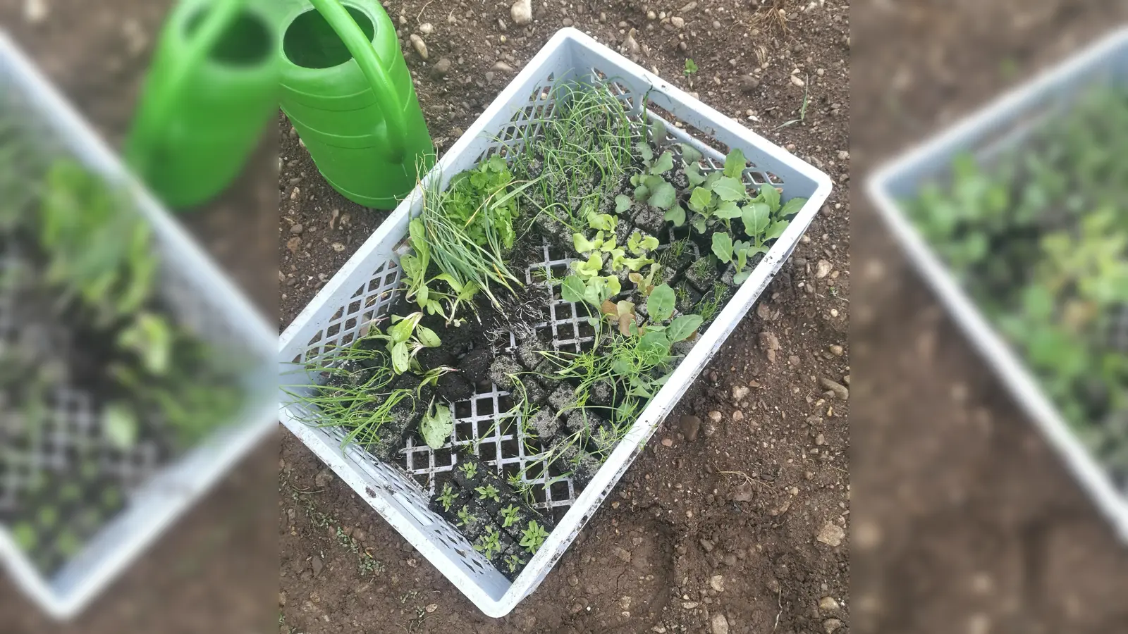 Eine Pflanzentauschbörse findet in Freising statt.  (Foto: ar)