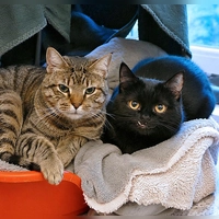 Die beiden Europäisch Kurzhaar Katzen Fritz und Frida. (Foto: Tierheim Riem)