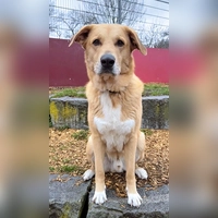 Rüde „Harald”. (Foto: Tierheim Riem)