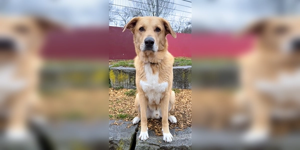 Rüde „Harald”. (Foto: Tierheim Riem)