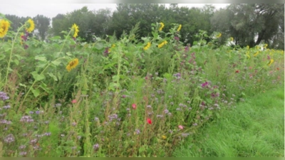 In Ismaning blüht es allerorten - auch dank einer Saatgut-Aktion der Gemeinde. (Foto: Gemeinde Ismaning)