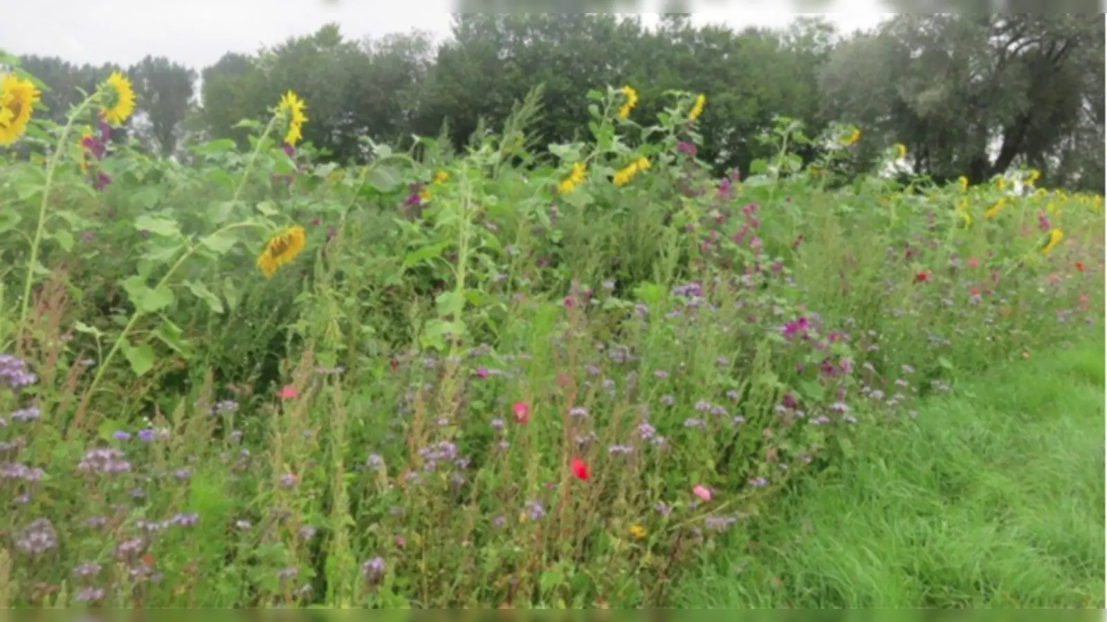 In Ismaning blüht es allerorten - auch dank einer Saatgut-Aktion der Gemeinde. (Foto: Gemeinde Ismaning)