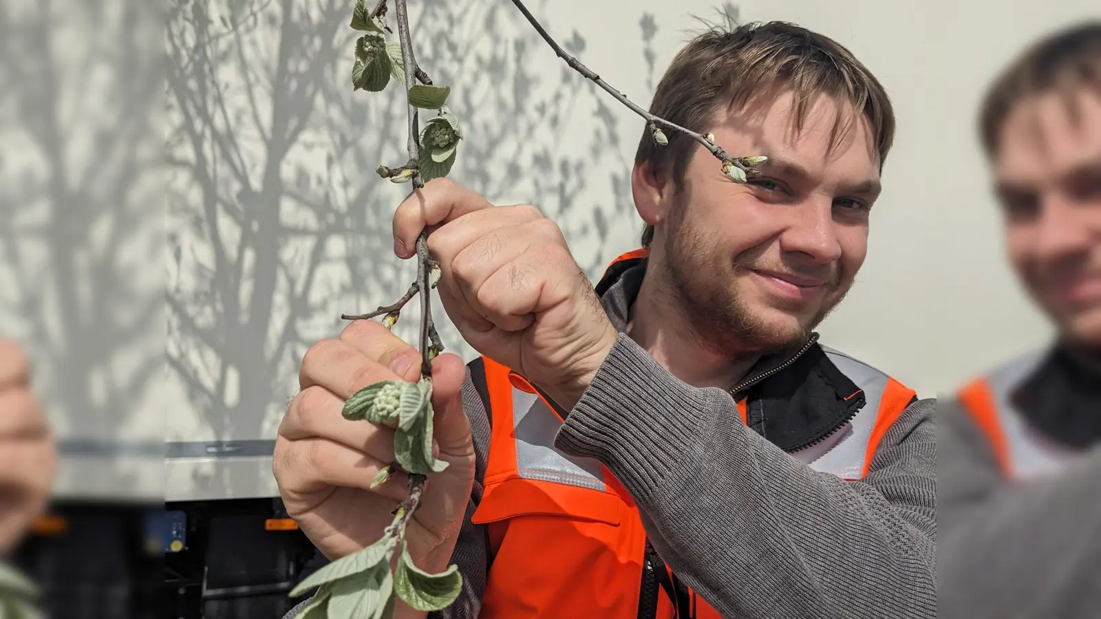 So sieht eine Mehlbeere aus: Mitarbeiter der Gartenabteilung in der Gemeinde Matthew Donnelly präsentiert einen Mehlbeerenzweig. (Foto: Gemeinde Gilching)