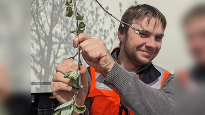 So sieht eine Mehlbeere aus: Mitarbeiter der Gartenabteilung in der Gemeinde Matthew Donnelly präsentiert einen Mehlbeerenzweig. (Foto: Gemeinde Gilching)