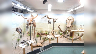 Etwa 500 Ausstellungsobjekte – davon 75 Prozent Originalfossilien – faszinieren die Museumsbesucher. (Foto: VA)
