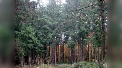 Das Museum Wald und Umwelt lädt Senioren zu einer speziellen Führung ein. (Foto: job)