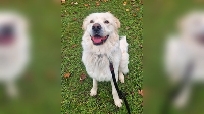 Maremmano-Mix Dino. (Foto: Tierheim Riem)