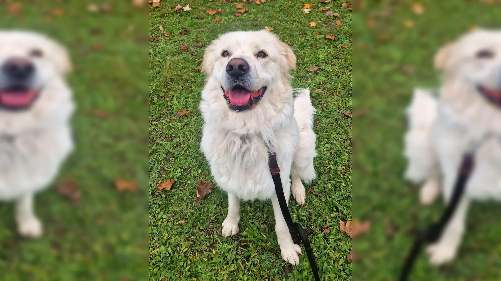 Maremmano-Mix Dino. (Foto: Tierheim Riem)