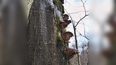 Pilze wachsen nicht nur am Boden, auch an Bäumen siedeln sie sich an. (Foto: I. Wimmer)