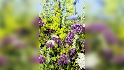 Wunderschön anzuschauen und gleichzeitig Wohltuend für die Gesundheit, das sind die Kräuterbuschen, die am 15. August gesegnet werden. (Foto: hw)
