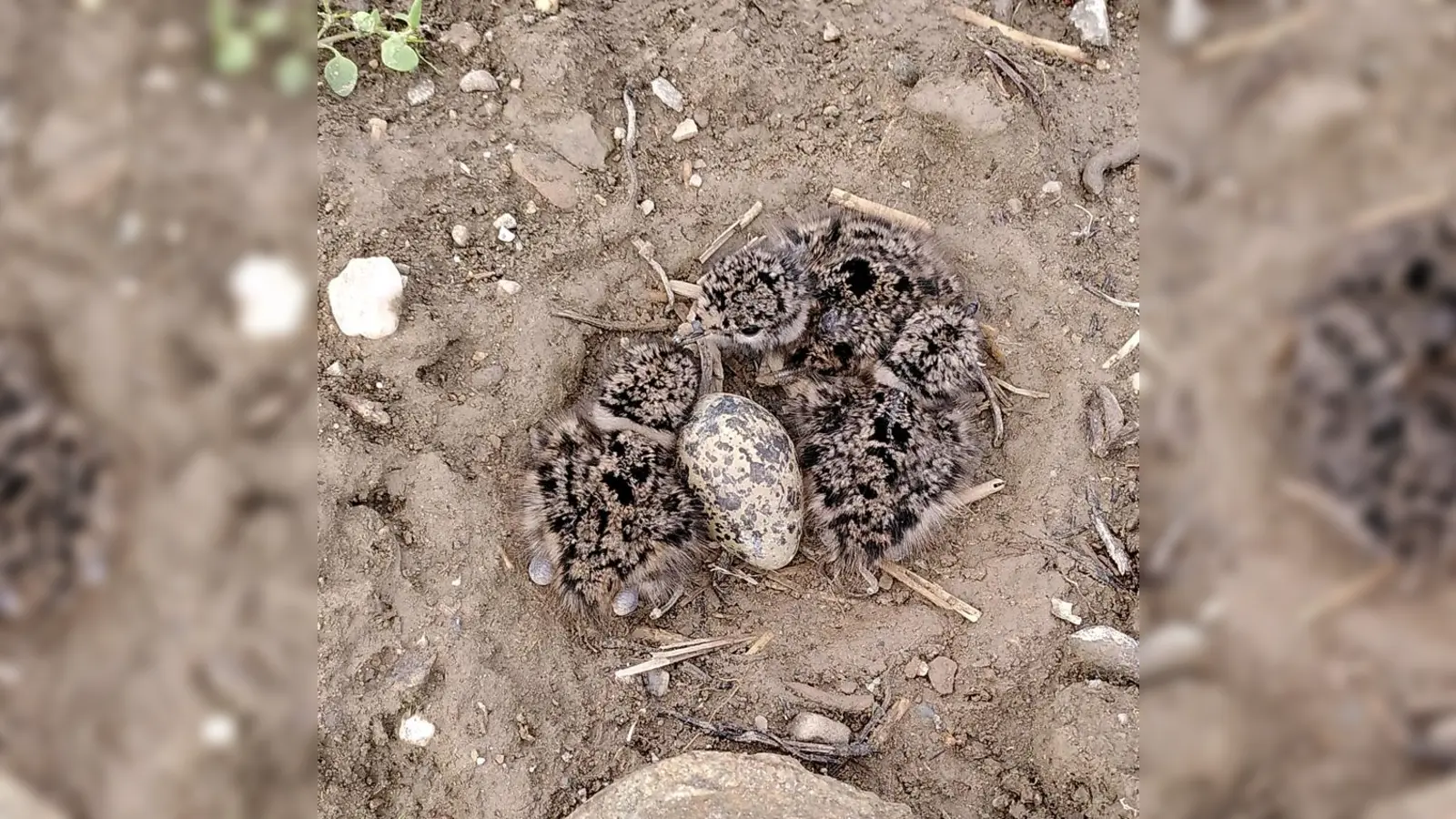 Das Landratsamt Ebersberg macht darauf aufmerksam, dass Kiebitzküken unter besonderem Schutz stehen, weil ihre Art vom Aussterben bedroht ist. (Foto: © K. Grünebach)