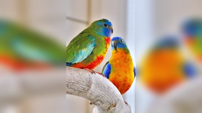 Sittiche Rainbow &amp; Cloudy. (Foto: Tierheim Riem)