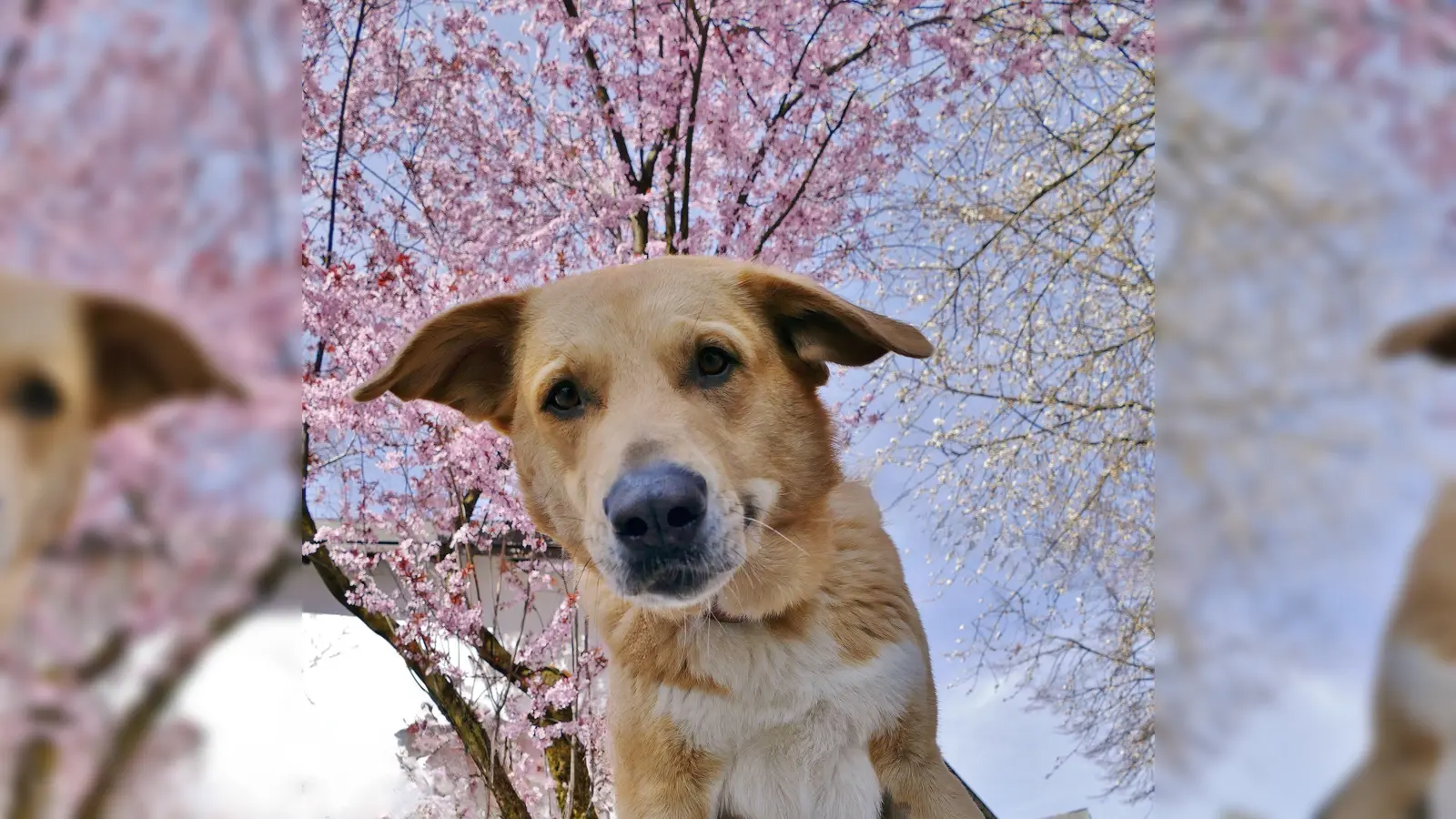 Das Tierheim München lädt am 26. April zum Frühlingsfest ein. (Foto: Tierschutz Verein München e.V.)
