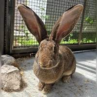 Großkaninchen Alfina. (Foto: Tierheim Riem)