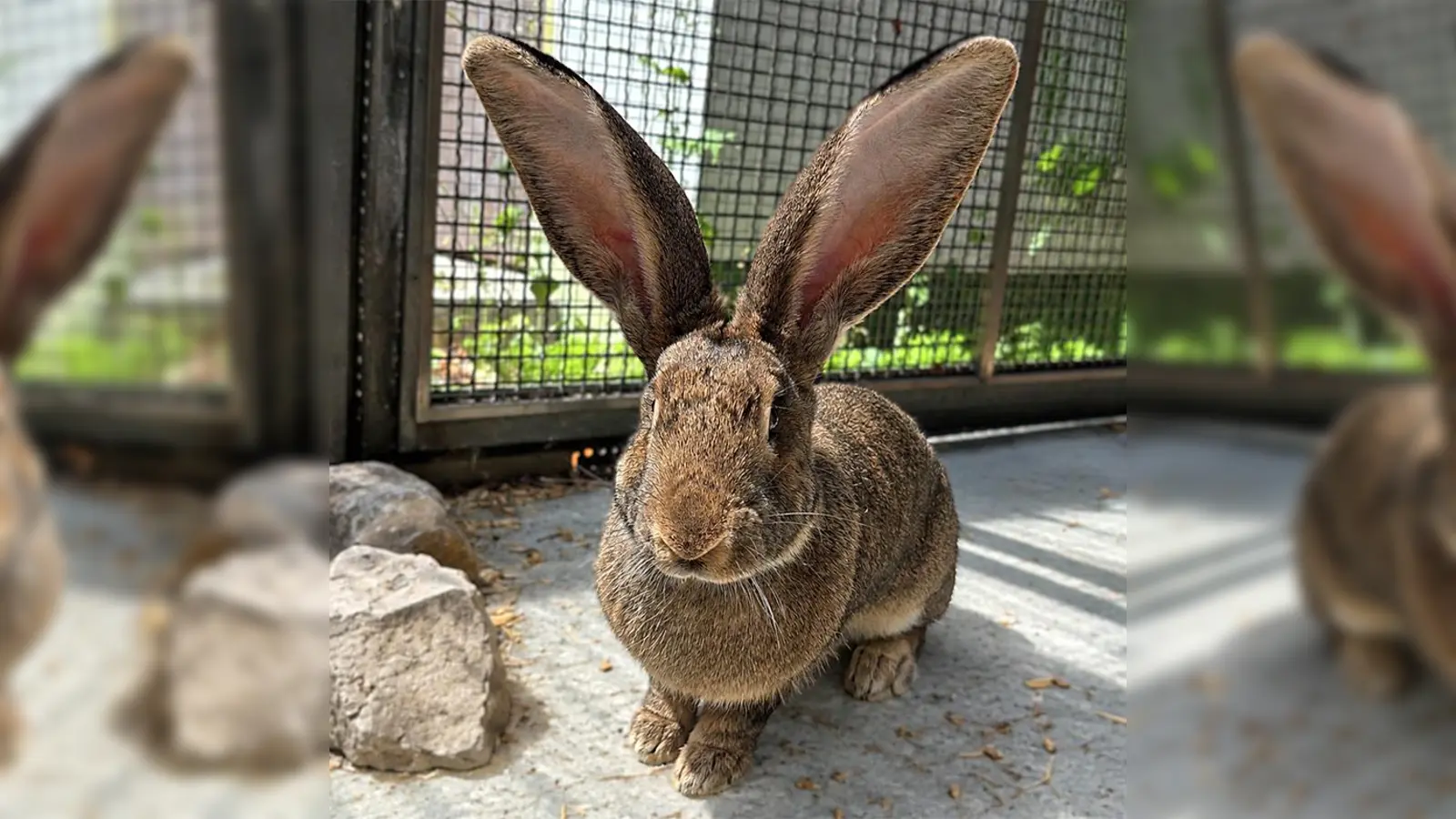 Großkaninchen Alfina. (Foto: Tierheim Riem)