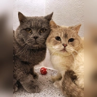 Edelweiß und Chrysler (Foto: Tierheim Riem)