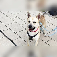 Roky ist ein zutraulicher, verschmuster und verspielter junger Rüde, der gerne Zeit mit seinen Menschen verbringt. (Foto: Tierheim Riem)