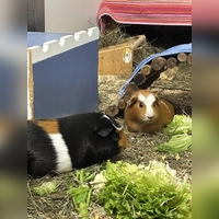 Die beiden Glatthaarmeerschweinchen suchen gemeinsam ein neues Zuhause. (Foto: Tierheim Riem)