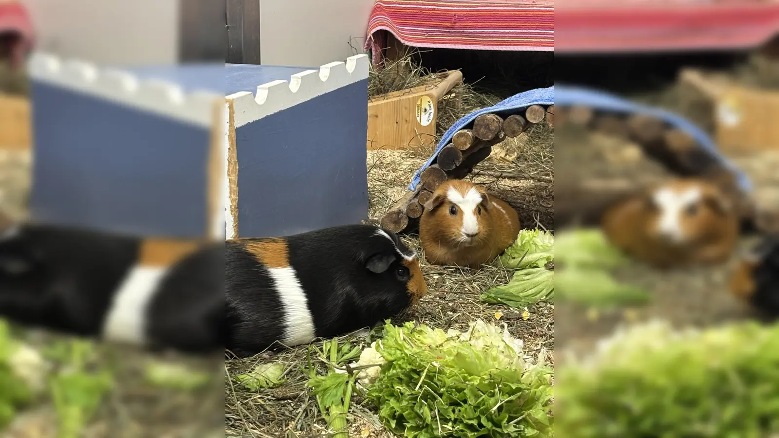 Die beiden Glatthaarmeerschweinchen suchen gemeinsam ein neues Zuhause. (Foto: Tierheim Riem)