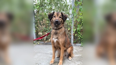 Mischlingsrüde Leo. (Foto: Tierheim Riem)