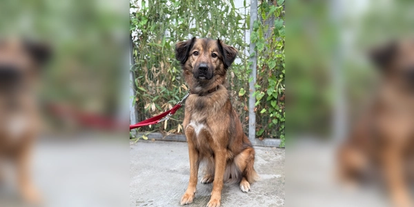 Mischlingsrüde Leo. (Foto: Tierheim Riem)
