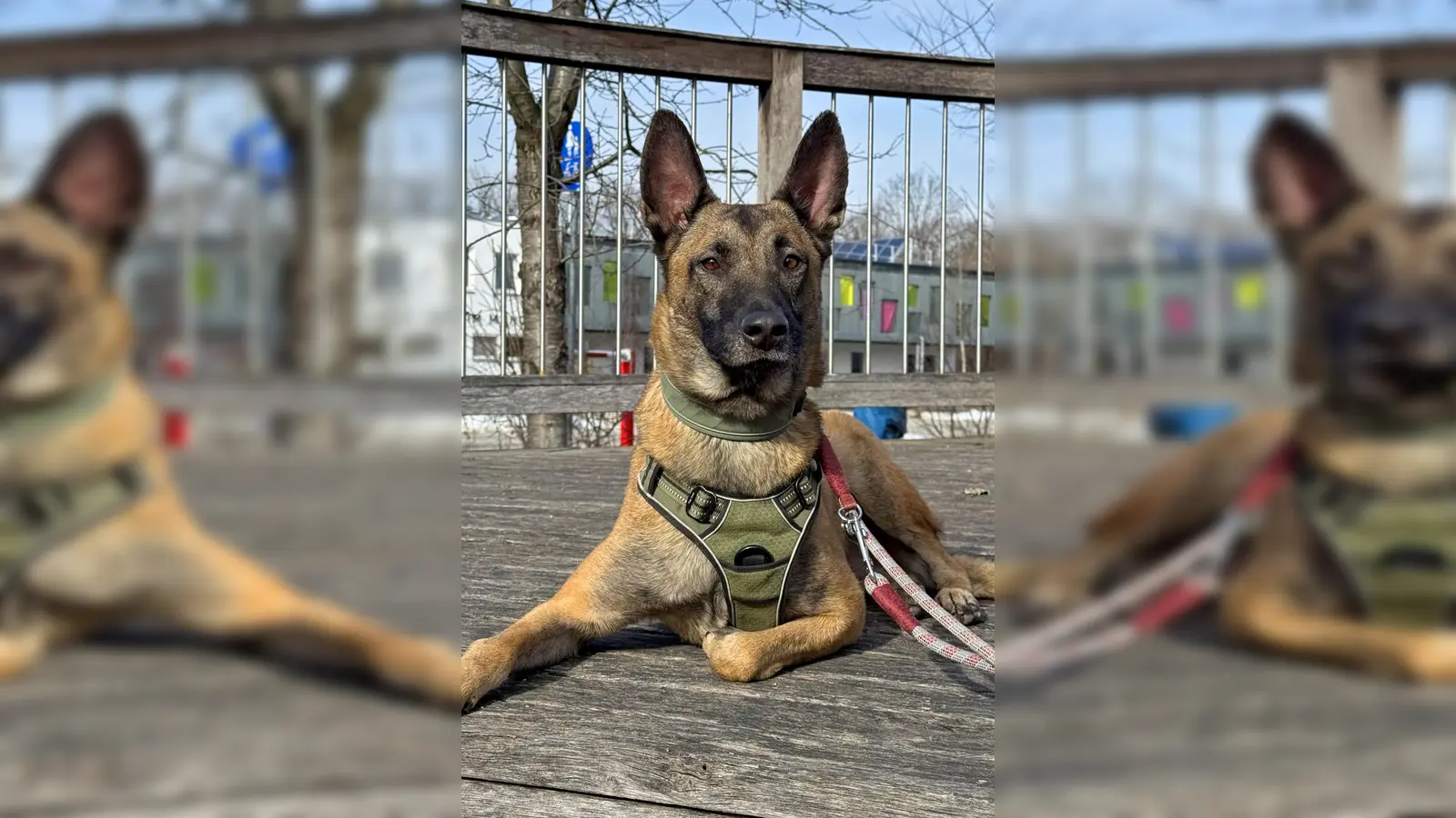 Malinois-Rüde Spirit. (Foto: Tierheim Riem)