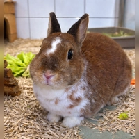Zwergkaninchen Max Musterbunny. (Foto: Tierheim Riem)