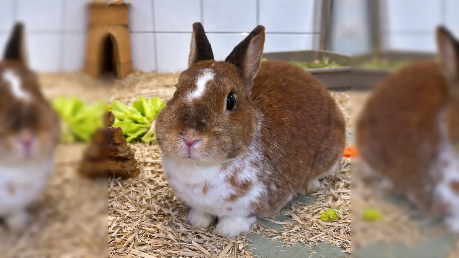 Zwergkaninchen Max Musterbunny. (Foto: Tierheim Riem)