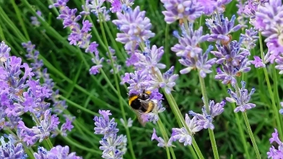 Alle Besitzer von Bienenvölkern im Stadtgebiet melden diese unverzüglich dem Städtischen Veterinäramt München, Implerstraße 11, 81371 München, Fax 233-12739733, E-Mail <i>veterinaeramt-bienen.kvr@muenchen.de</i>, Telefon 233-39613.  (Foto: chk)