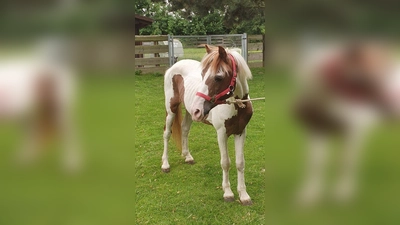 Apache ist ein hübsches, freundliches Pony mit Zirkus-Vergangenheit. (Foto: Tierschutzverein München)