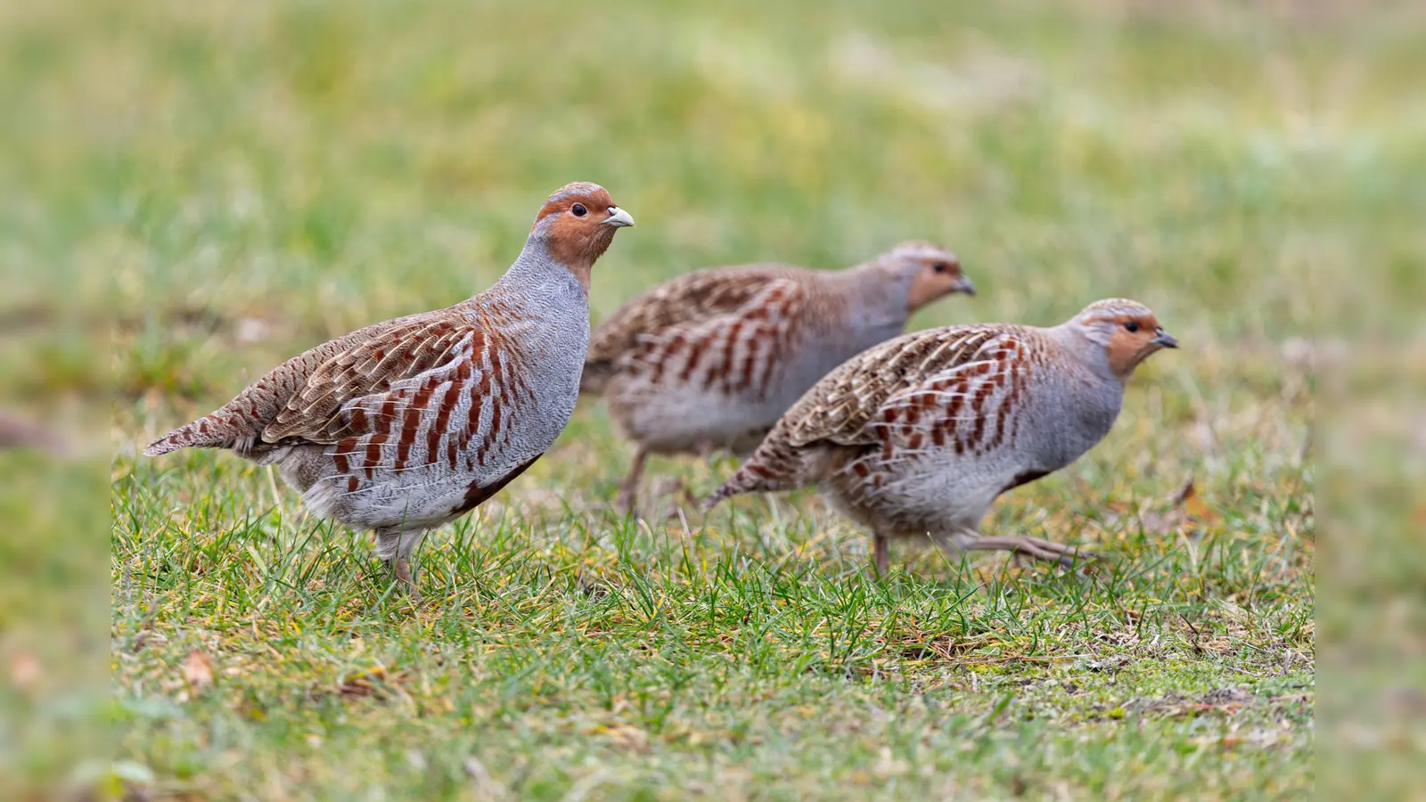 Ein Kandidat für den Vogel des Jahres 2026: das Rebhuhn. (Foto: LBV/Sebastian Riedl)