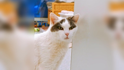 Europäisch Kurzhaar Katze Malika. (Foto: Tierheim Riem)