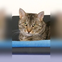 Kater Chiko. (Foto: Tierheim Riem)