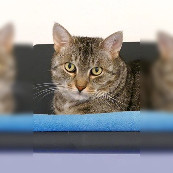 Kater Chiko. (Foto: Tierheim Riem)